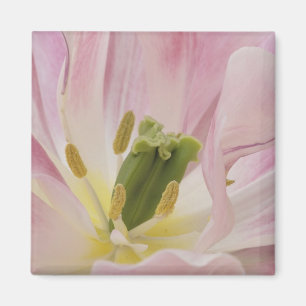 Nahaufnahme Tulpe, Keukenhof-Gärten, Lisse, Magnet