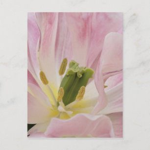Nahaufnahme Tulpe, Keukenhof-Gärten, Lisse, Postkarte