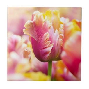 Nahaufnahme-Tulpen Fliese