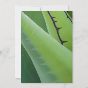 Nahaufnahme von Agave Karte