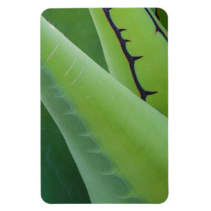 Nahaufnahme von Agave Magnet