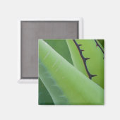 Nahaufnahme von Agave Magnet (Vorderseite/Rückseite)