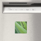 Nahaufnahme von Agave Magnet (In Situ (Geschirrspüler))