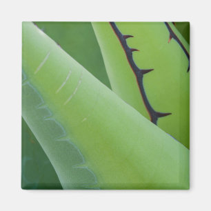 Nahaufnahme von Agave Magnet
