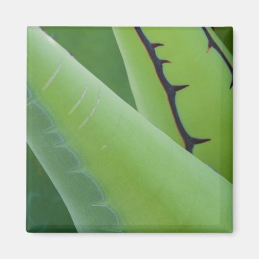 Nahaufnahme von Agave Magnet (Vorne)