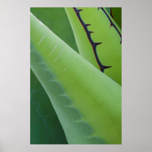 Nahaufnahme von Agave Poster