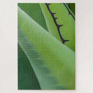 Nahaufnahme von Agave Puzzle