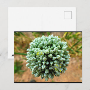 Nahaufnahme von Allium, Wilde Zwiebelblüte Postkarte