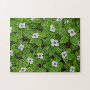 Nahaufnahme von Büschelbeere mit weißen Blüten Puzzle