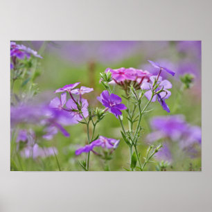 Nahaufnahme von Drummond-Phlox, Phlox drummondi, 2 Poster