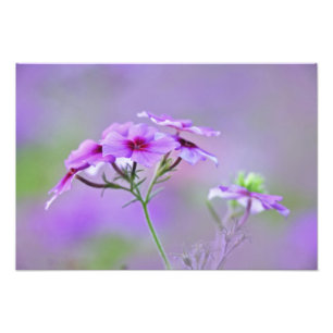 Nahaufnahme von Drummond-Phlox, Phlox drummondi, Fotodruck