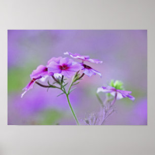 Nahaufnahme von Drummond-Phlox, Phlox drummondi, Poster