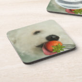 Nahaufnahme von einem Bichon Frise, der eine Getränkeuntersetzer (Linke Seite)