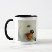 Nahaufnahme von einem Bichon Frise, der eine Tasse (Links)