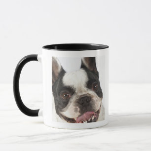 Nahaufnahme von einem Boston Terrier, das heraus Tasse