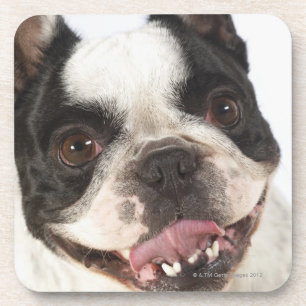 Nahaufnahme von einem Boston Terrier, das heraus Untersetzer