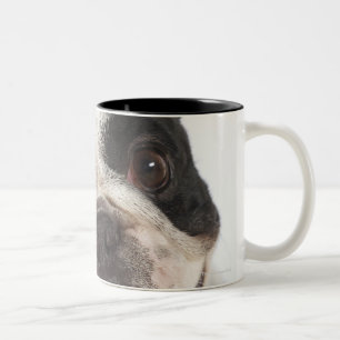 Nahaufnahme von einem Boston Terrier Zweifarbige Tasse