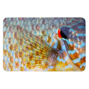Nahaufnahme von Fischschuppen Magnet
