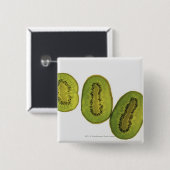 Nahaufnahme von fünf Scheiben Kiwi Button (Vorne & Hinten)
