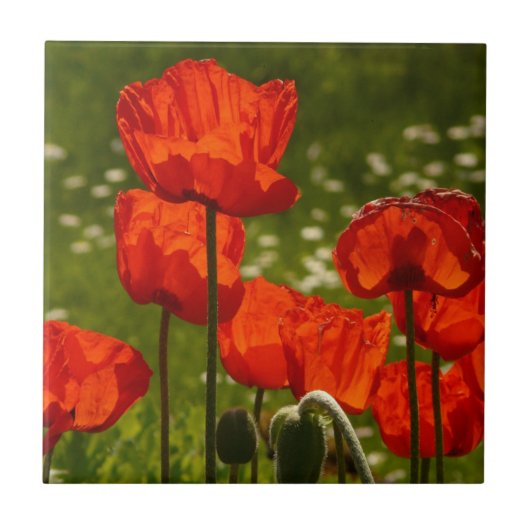Nahaufnahme von hellen Mohnblumen Fliese (Vorderseite)