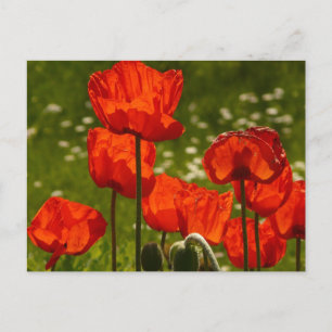 Nahaufnahme von hellen Mohnblumen Postkarte