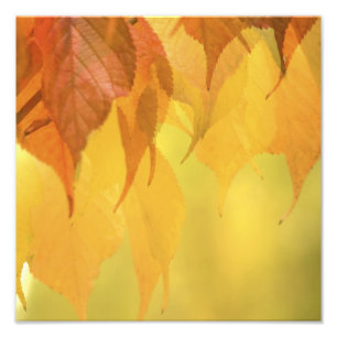 Nahaufnahme von Herbstblättern an einem Ast Fotodruck