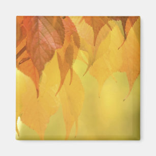 Nahaufnahme von Herbstblättern an einem Ast Magnet