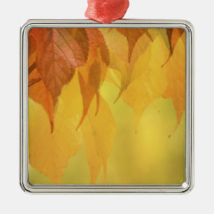 Nahaufnahme von Herbstblättern an einem Ast Silbernes Ornament