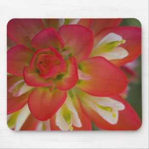 Nahaufnahme von Indian Paint Brush in der Nähe von Mousepad