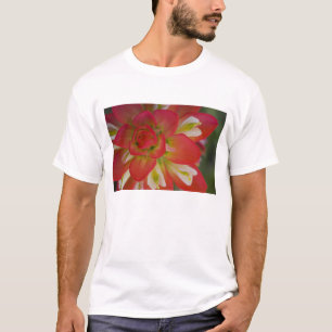 Nahaufnahme von Indian Paint Brush in der Nähe von T-Shirt