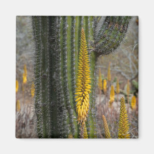 Nahaufnahme von Kaktus und Agave Magnet