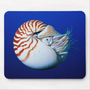 Nahaufnahme Von Nautilus Mousepad