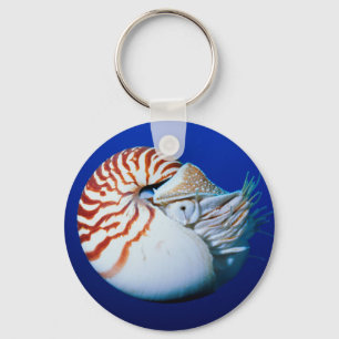Nahaufnahme Von Nautilus Schlüsselanhänger