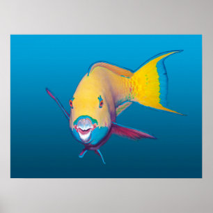 Nahaufnahme von Papageifisch! Blau verlaufender Hi Poster