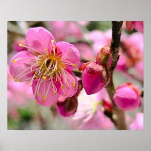 Nahaufnahme von Pflaumenblüten Poster