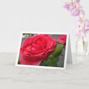 Nahaufnahme von roten Rosen Karte
