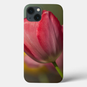 Nahaufnahme von roten und gelben Tulpen im Garten iPhone 13 Hülle