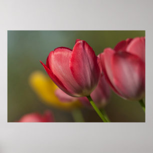 Nahaufnahme von roten und gelben Tulpen im Garten Poster