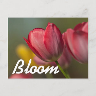 Nahaufnahme von roten und gelben Tulpen im Garten Postkarte