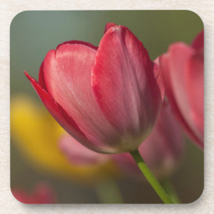 Nahaufnahme von roten und gelben Tulpen im Garten Untersetzer