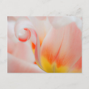 Nahaufnahme von Tulpe 3 Postkarte