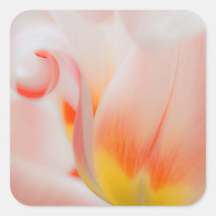 Nahaufnahme von Tulpe 3 Quadratischer Aufkleber