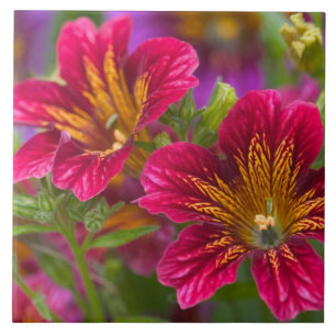 Nahaufnahmen von bemalten Zungenblüten - Fliese