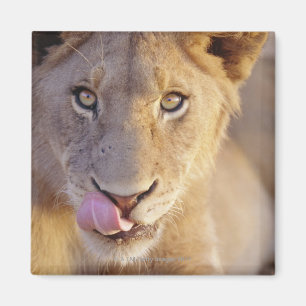 Nahaufnahmeporträt eines jungen männlichen magnet