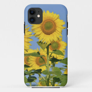 Nahaufnahmesonnenblumen iPhone 11 Hülle