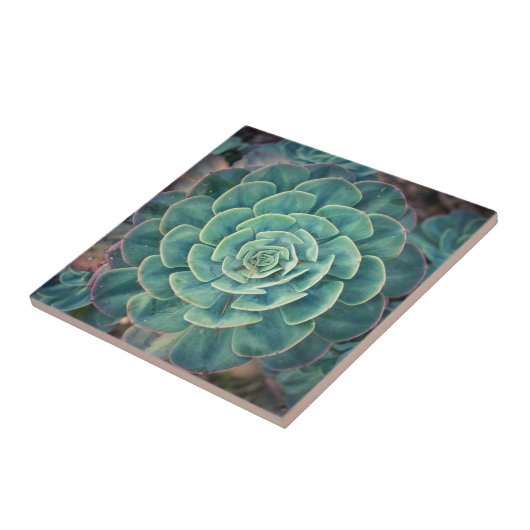 NahaufnahmeSucculent Fliese (Seite)