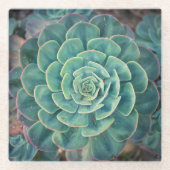 NahaufnahmeSucculent Glasuntersetzer (Vorderseite)