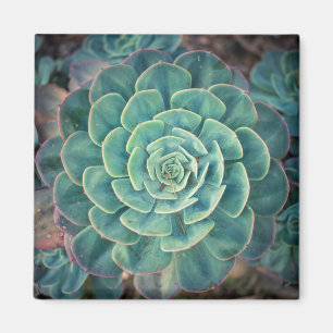 NahaufnahmeSucculent Magnet
