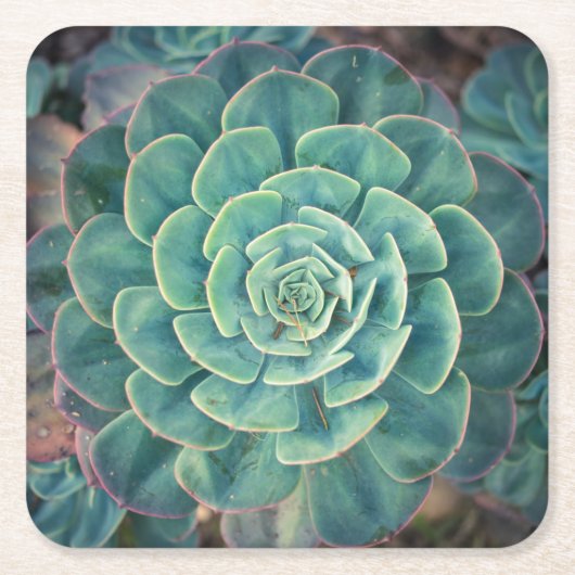 NahaufnahmeSucculent Rechteckiger Pappuntersetzer (Vorderseite)