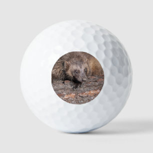 Nahbegegnung mit einem Vielfraß Golfball